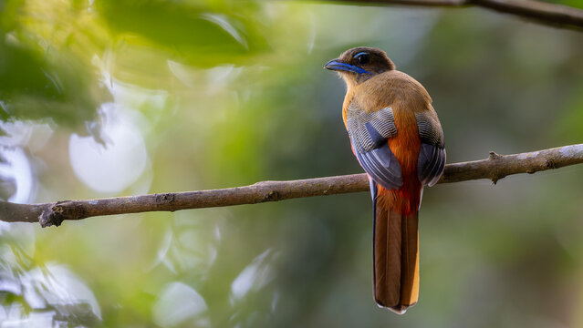 Nature wildlife image of Female Scarlet-rumped trogon (Harpactes duvaucelii) perching on tree branches