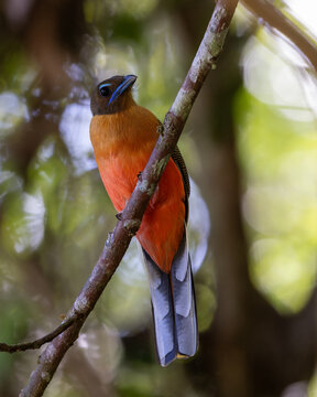 Nature wildlife image of Female Scarlet-rumped trogon (Harpactes duvaucelii) perching on tree branches