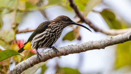 Whitehead's Spiderhunter bird endemic of borneo bird. © alenthien