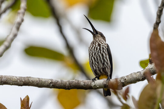 Whitehead's Spiderhunter bird endemic of borneo bird.