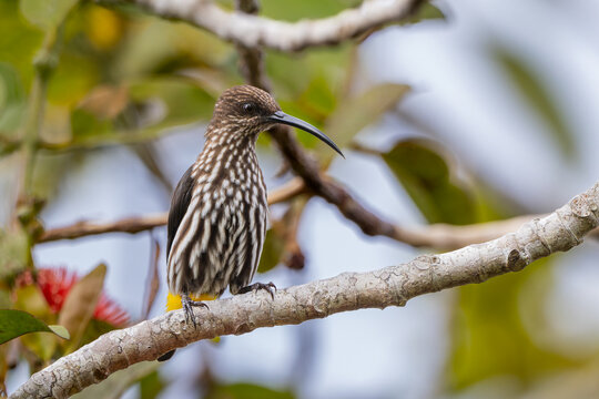 Whitehead's Spiderhunter bird endemic of borneo bird.