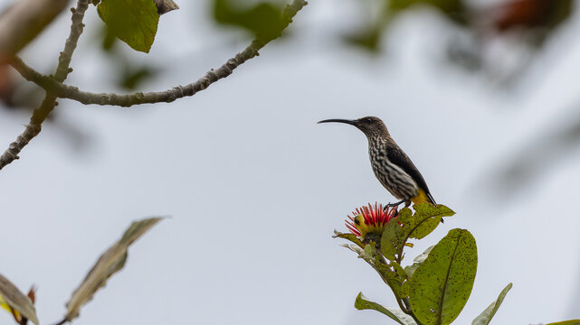 Whitehead's Spiderhunter bird endemic of borneo bird.