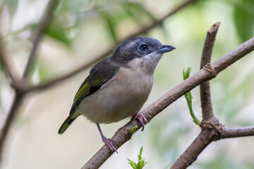 White-browed Shrike-babbler female displaying its vibrant plumage while perched on a branch