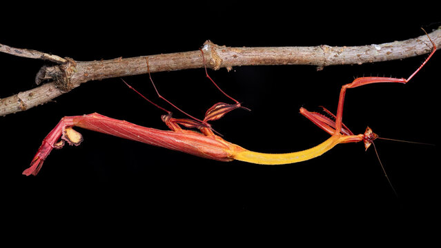 Marco detail image of Dragon flower mantis taken at Sabah, Borneo