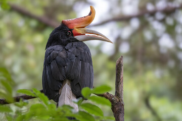close-up of Hornbill Bird , Great pied hornbill in rainforest , Hornbill bird of Borneo , (image Slightly Blur and selective focus) © alenthien