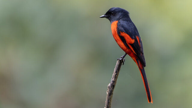 Grey-chinned minivet displaying its vibrant plumage while perched on a branch