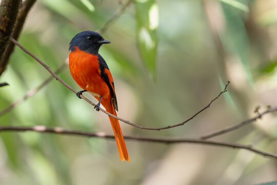 Grey-chinned minivet displaying its vibrant plumage while perched on a branch