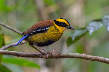 Fototapeta premium Bornean Banded Pitta (Pitta schwaneri) in its lush rainforest habitat and making it a true jewel of the Bornean rainforests.
