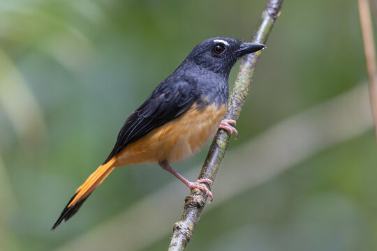 Nature wildlife image of Rufous-tailed Shama (Trichixos pyrropygus) Male perched on a branch
