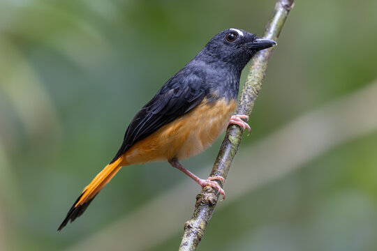 Nature wildlife image of Rufous-tailed Shama (Trichixos pyrropygus) Male perched on a branch