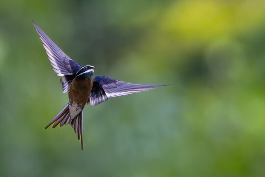 Whiskered treeswift fluffy bird with a striking blue crest perches on a weathered branch.