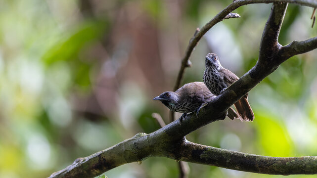 Nature wildlife Chestnut-rumped Babbler (Stachyris maculata) standing on a branch taken at Sabah, Borneo