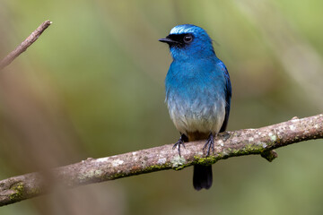 Obraz premium Beautiful blue color bird known as Indigo Flycatcher (Eumyias Indigo) on perch at nature habits in Sabah, Borneo
