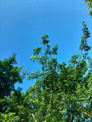 Fototapeta premium Tree environment with bright blue again 