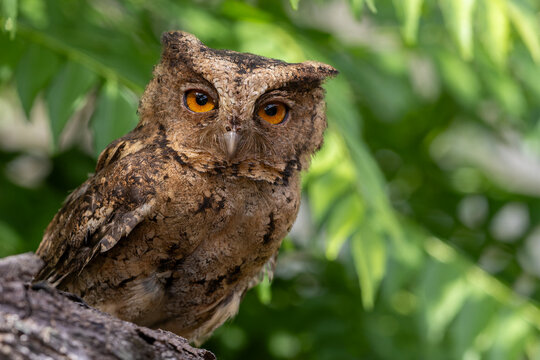 Close-up Wildlife image of Sunda scops owl