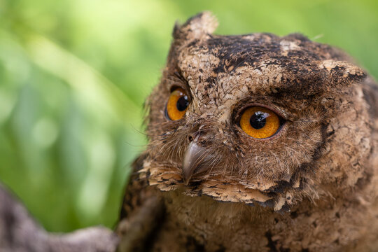 Close-up Wildlife image of Sunda scops owl