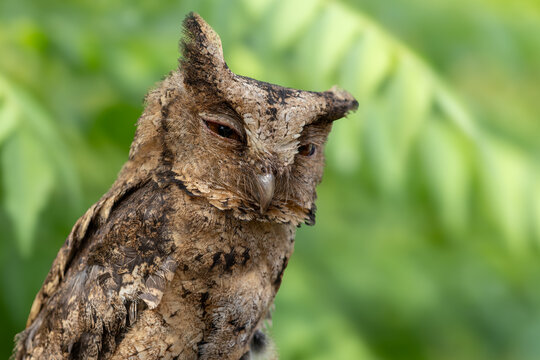 Close-up Wildlife image of Sunda scops owl