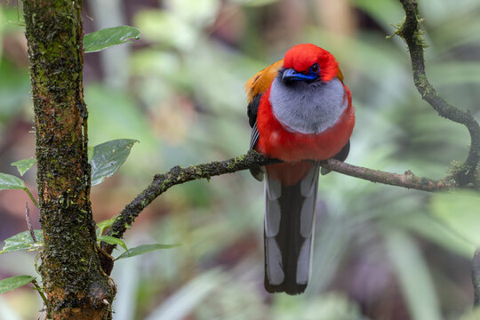 Nature wildlife of Whitehead's Trogon bird endemic of Borneo perching on a branch in a green forest