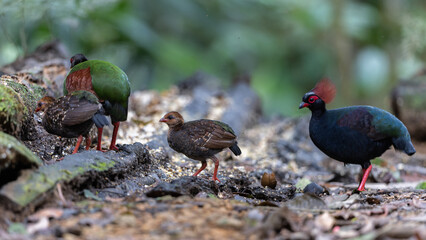 Obraz premium Crested Partridge (Rollulus rouloul) foraging on the forest floor. Native to Southeast Asia, it is noted for its red crest, iridescent plumage, and role as a seed disperser