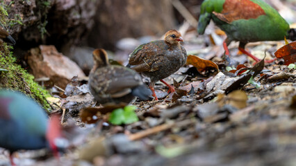 Crested Partridge (Rollulus rouloul) foraging on the forest floor. Native to Southeast Asia, it is noted for its red crest, iridescent plumage, and role as a seed disperser