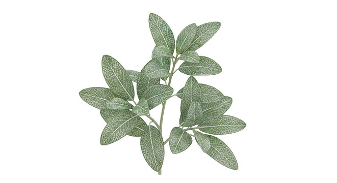 Salvia officinalis (Sage) sprig with detailed leaf venation