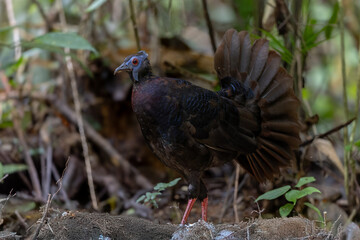 Bulwer's Pheasant sub adult rare endemic big bird of Sabah Borneo island.