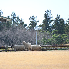 のんびりと過ごす羊