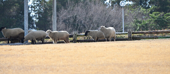 並ぶ可愛い羊たち