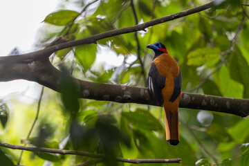 Nature wildlife image of Red-naped trogon perch oh tree branches