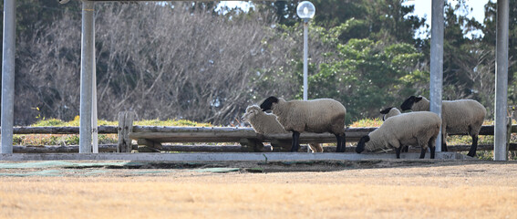 影で休む羊たち