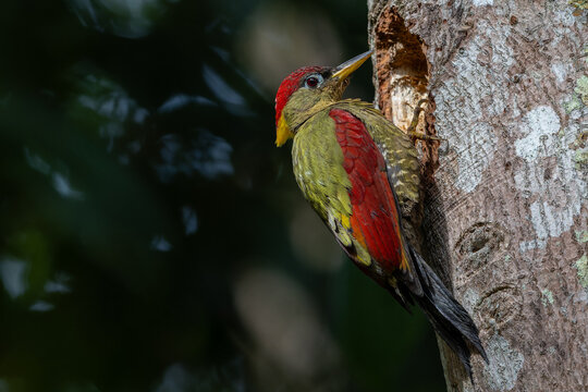 Crimson-winged woodpeckers perched on a weathered tree trunk, showcasing their vibrant plumage against the natural backdrop.