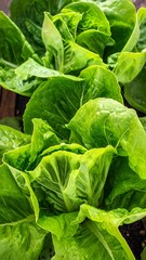 Fototapeta premium Fresh vibrant green lettuce leaves