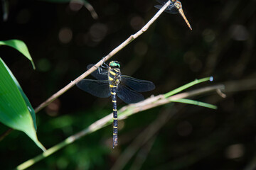 枝につくオニヤンマ © yamasan