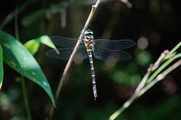 枝につくオニヤンマ © yamasan