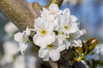 Fototapeta premium Delicate White Pear Blossoms in Full Bloom