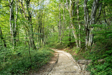 Obraz premium Forest path travel in nature. Scenic hiking trail. Travel route through green forest. Trail in woodland. Forest path for tourism. Forest path through green trees. Nature walkway. Hiking path trail.