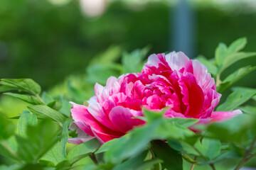 Obraz premium Stunning Pink Peony in Garden Bloom