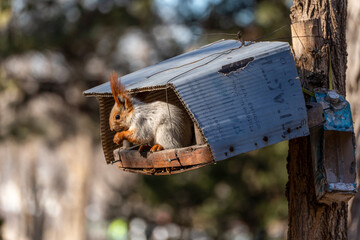 Obraz premium A fluffy red squirrel (Sciurus vulgaris) sits inside a makeshift cardboard bird feeder attached to a tree trunk, holding a small nut or seed in its paws.