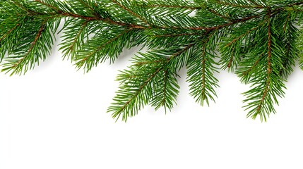Close-up of vibrant green fir tree branch on a clean white background, perfect for holiday designs.