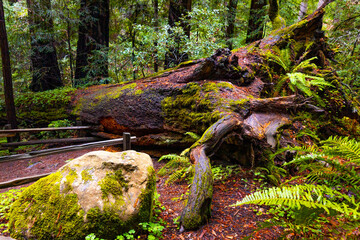 Lush coastal redwood forest at Muir Woods Monument