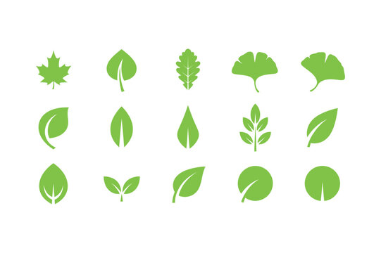 Collection of diverse green leaves on white background