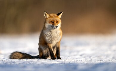Fototapeta premium Red fox ( Vulpes vulpes ) in winter scenery