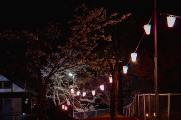 西山公園（西山荘近辺）