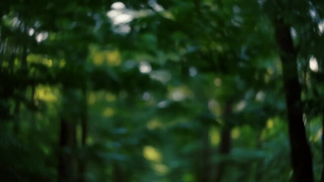 Blurry Forest Scene with Green Foliage.