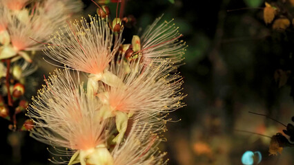 夜に咲く幻想的なサガリバナの群生 クローズアップ 沖縄