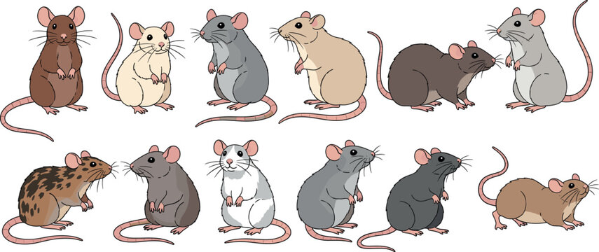 Vector illustration set of diverse pet rats and mice with different fur patterns and colors for veterinary care and domestic animal themes.