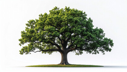 Obraz premium Majestic Oak Tree Isolated on White Background with Full Canopy and Natural Branches