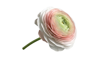 Ranunculus Flower with Pink and Green Petals on White Background