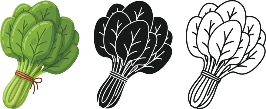 Three graphic styles of a fresh spinach bunch tied with string are displayed against a clean white background for culinary use.