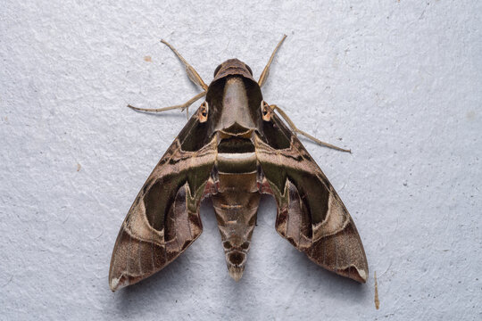 Beautiful Moth of Borneo, Close-up Moth of Borneo